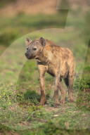 Spotted Hyena