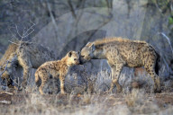 Spotted Hyenas