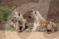 Spotted Hyenas