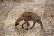 Spotted Hyena