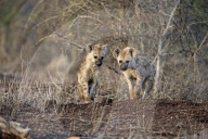 Spotted Hyenas