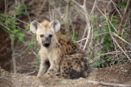 Spotted Hyena