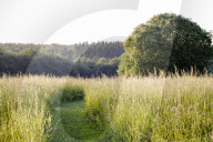 Tom Stuart-Smith und sein Privatgarten „The Barn Garden“ nördlich von London