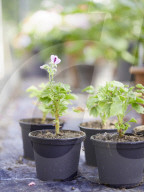 Pelargonien: Schätze in der Klostergärtnerei Maria Laach