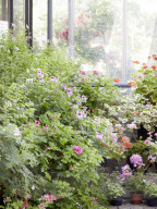 Pelargonien: Schätze in der Klostergärtnerei Maria Laach