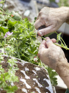 Pelargonien: Schätze in der Klostergärtnerei Maria Laach