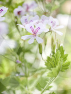 Pelargonien: Schätze in der Klostergärtnerei Maria Laach
