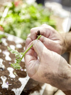 Pelargonien: Schätze in der Klostergärtnerei Maria Laach
