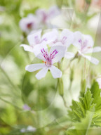 Pelargonien: Schätze in der Klostergärtnerei Maria Laach