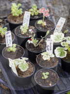 Pelargonien: Schätze in der Klostergärtnerei Maria Laach