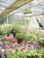 Pelargonien: Schätze in der Klostergärtnerei Maria Laach