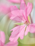 Pelargonien: Schätze in der Klostergärtnerei Maria Laach