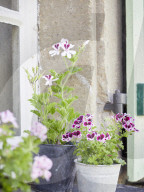 Pelargonien: Schätze in der Klostergärtnerei Maria Laach