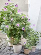 Pelargonien: Schätze in der Klostergärtnerei Maria Laach