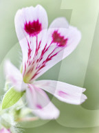 Pelargonien: Schätze in der Klostergärtnerei Maria Laach