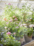 Pelargonien: Schätze in der Klostergärtnerei Maria Laach