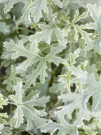 Pelargonien: Schätze in der Klostergärtnerei Maria Laach