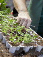 Pelargonien: Schätze in der Klostergärtnerei Maria Laach