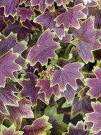 Pelargonien: Schätze in der Klostergärtnerei Maria Laach