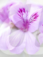 Pelargonien: Schätze in der Klostergärtnerei Maria Laach