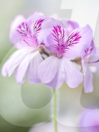 Pelargonien: Schätze in der Klostergärtnerei Maria Laach
