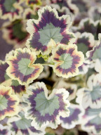 Pelargonien: Schätze in der Klostergärtnerei Maria Laach