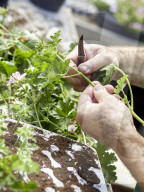 Pelargonien: Schätze in der Klostergärtnerei Maria Laach