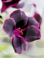 Pelargonien: Schätze in der Klostergärtnerei Maria Laach