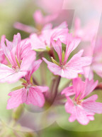 Pelargonien: Schätze in der Klostergärtnerei Maria Laach