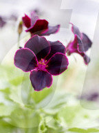Pelargonien: Schätze in der Klostergärtnerei Maria Laach