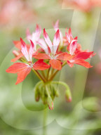 Pelargonien: Schätze in der Klostergärtnerei Maria Laach