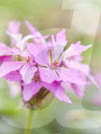Pelargonien: Schätze in der Klostergärtnerei Maria Laach