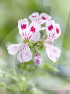 Pelargonien: Schätze in der Klostergärtnerei Maria Laach