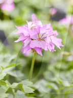 Pelargonien: Schätze in der Klostergärtnerei Maria Laach