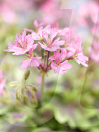 Pelargonien: Schätze in der Klostergärtnerei Maria Laach