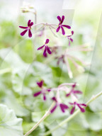 Pelargonien: Schätze in der Klostergärtnerei Maria Laach