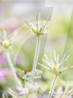 Pelargonien: Schätze in der Klostergärtnerei Maria Laach