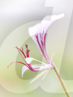 Pelargonien: Schätze in der Klostergärtnerei Maria Laach