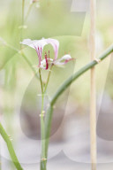 Pelargonien: Schätze in der Klostergärtnerei Maria Laach