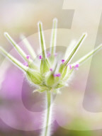 Pelargonien: Schätze in der Klostergärtnerei Maria Laach