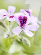 Pelargonien: Schätze in der Klostergärtnerei Maria Laach