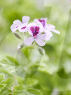 Pelargonien: Schätze in der Klostergärtnerei Maria Laach