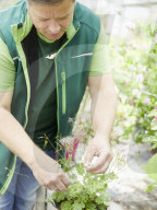 Pelargonien: Schätze in der Klostergärtnerei Maria Laach