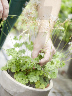 Pelargonien: Schätze in der Klostergärtnerei Maria Laach