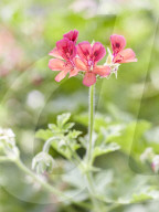 Pelargonien: Schätze in der Klostergärtnerei Maria Laach