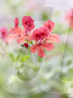 Pelargonien: Schätze in der Klostergärtnerei Maria Laach