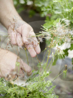 Pelargonien: Schätze in der Klostergärtnerei Maria Laach