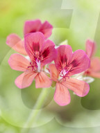 Pelargonien: Schätze in der Klostergärtnerei Maria Laach