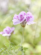 Pelargonien: Schätze in der Klostergärtnerei Maria Laach