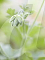 Pelargonien: Schätze in der Klostergärtnerei Maria Laach